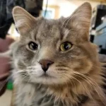 CAT1